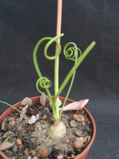 Albuca spiralis