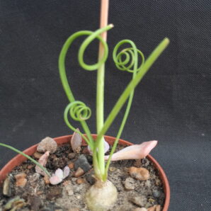 Albuca spiralis | 7