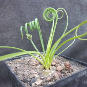 Albuca spiralis | 6