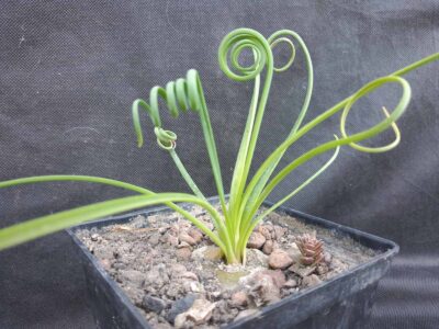 Albuca spiralis