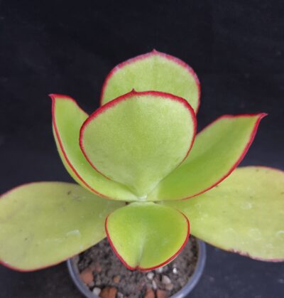 Cotyledon sp.
