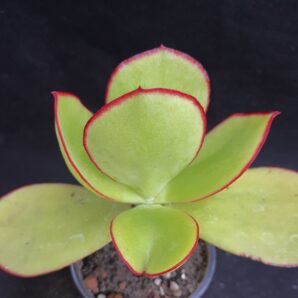 Cotyledon sp.