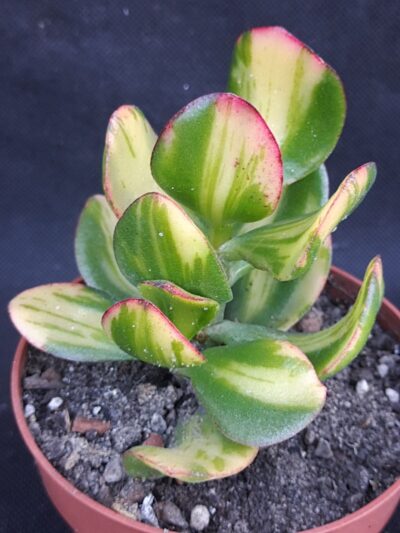 Crassula ovata Sunset
