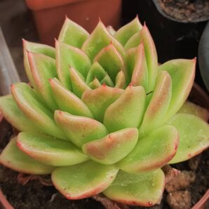 Echeveria agavoides Ladies Choice