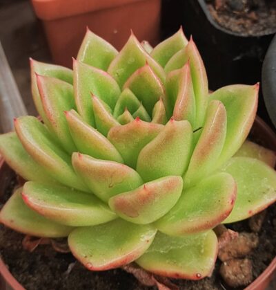 Echeveria agavoides Ladies Choice