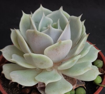 Echeveria Lola