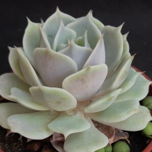 Echeveria Lola