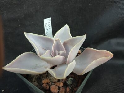 Echeveria Rodolfoi