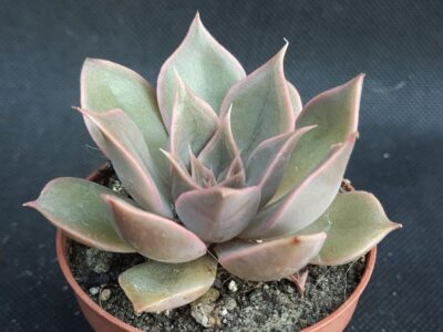Echeveria 'Dark Desire'