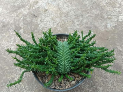 Euphorbia Caput Medusae cristata - Зображення 2
