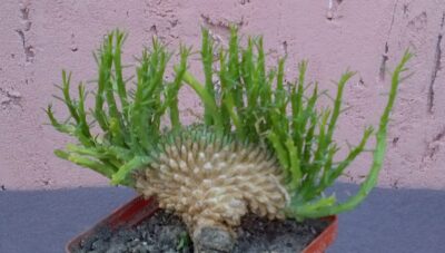 Euphorbia Caput Medusae cristata