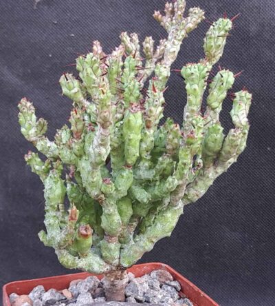 Euphorbia enopla var.coral f.cristata