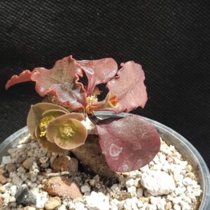 Euphorbia francoisii ssp.crassicaulis