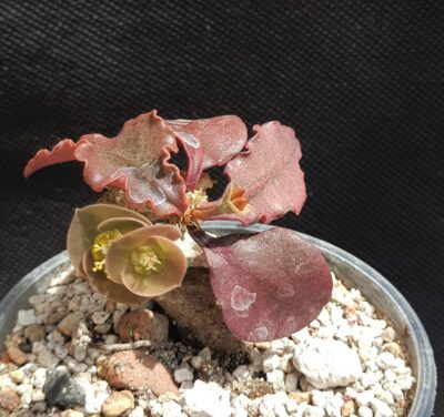 Euphorbia francoisii ssp.crassicaulis