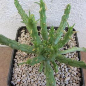 Euphorbia gorgonis
