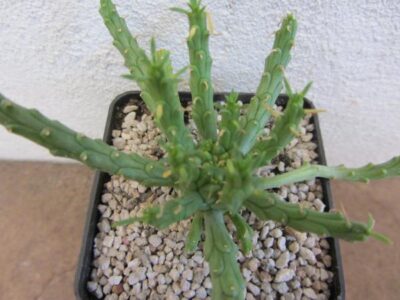 Euphorbia gorgonis