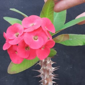 Euphorbia milii Siraya