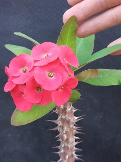 Euphorbia milii Siraya
