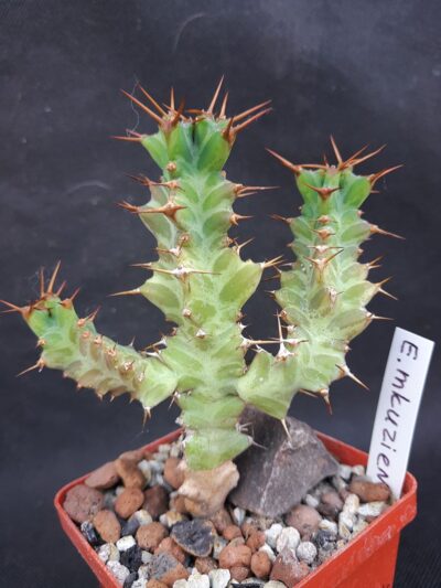 Euphorbia mkuziensis