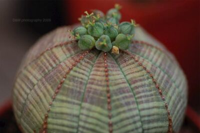 Euphorbia obesa symmetrica
