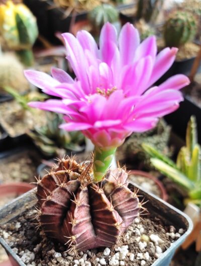 Gymnocalycium friedrichii - Зображення 2