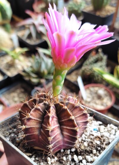 Gymnocalycium friedrichii