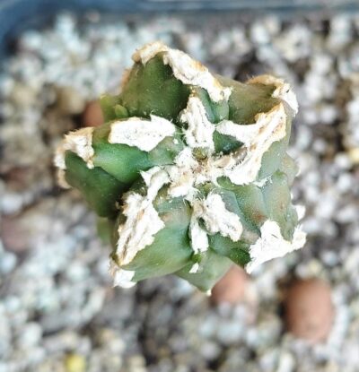 Astrophytum myriostigma Hakujo Fukuryu