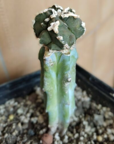 Astrophytum myriostigma Hakujo Fukuryu - Зображення 2