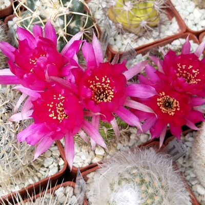 Кактус Lobivia tiegeliana v. pusilla