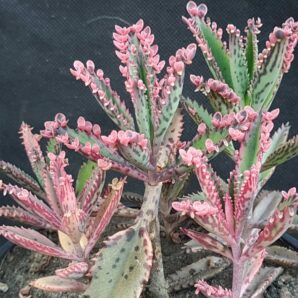Kalanchoe 'Pink Butterflies' | 60
