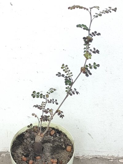 Operculicarya decaryi