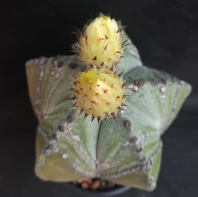 Astrophytum myriostigma