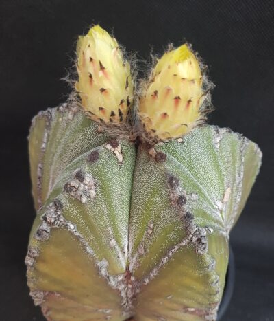 Astrophytum myriostigma - Зображення 2