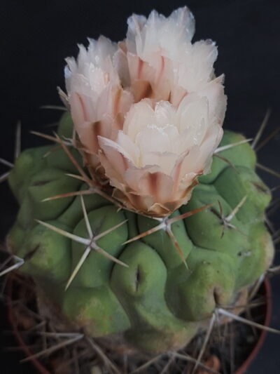 Thelocactus hexaedrophorus