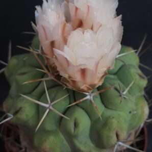 Thelocactus hexaedrophorus