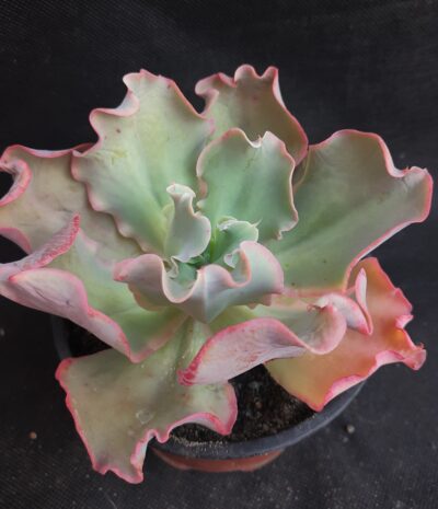 Echeveria Pappy's Rose