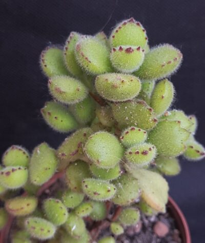 Cotyledon tomentosa