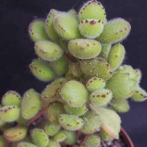 Cotyledon tomentosa