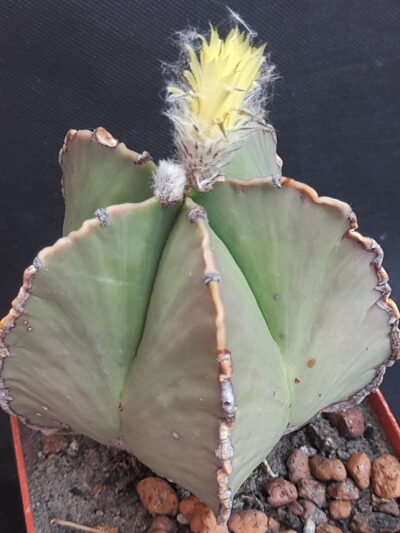 Astrophytum myriostigma v. nudum