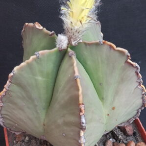 Astrophytum myriostigma v. nudum