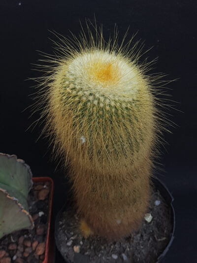 Eriocactus Leninghausii