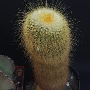 Eriocactus Leninghausii