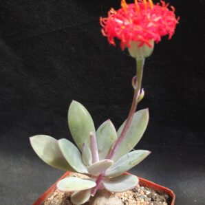 Senecio fulgens