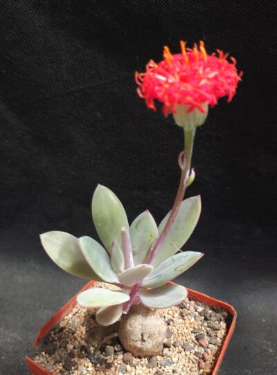 Senecio fulgens