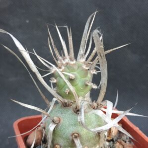 Tephrocactus papyracanthus | 104