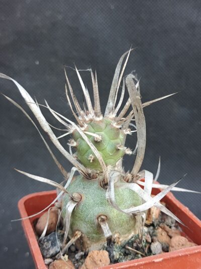 Tephrocactus papyracanthus