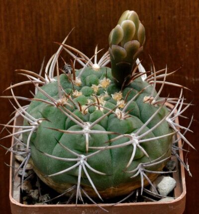 № 2 Gymnocalycium ambatoense