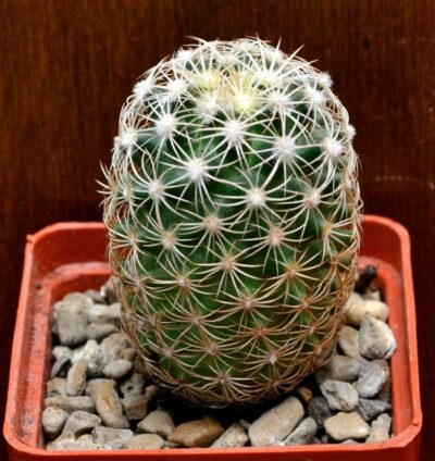 № 22 Coryphantha echinus SB 391