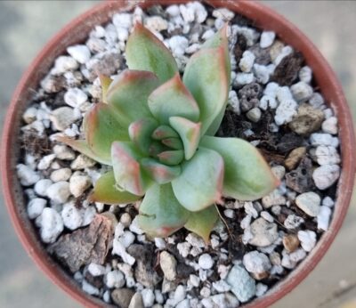 Echeveria agavoides "KOTARO" - Зображення 2