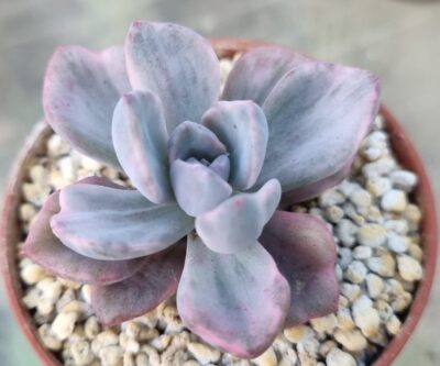 Echeveria "Mrs Richards" variegata - Зображення 2